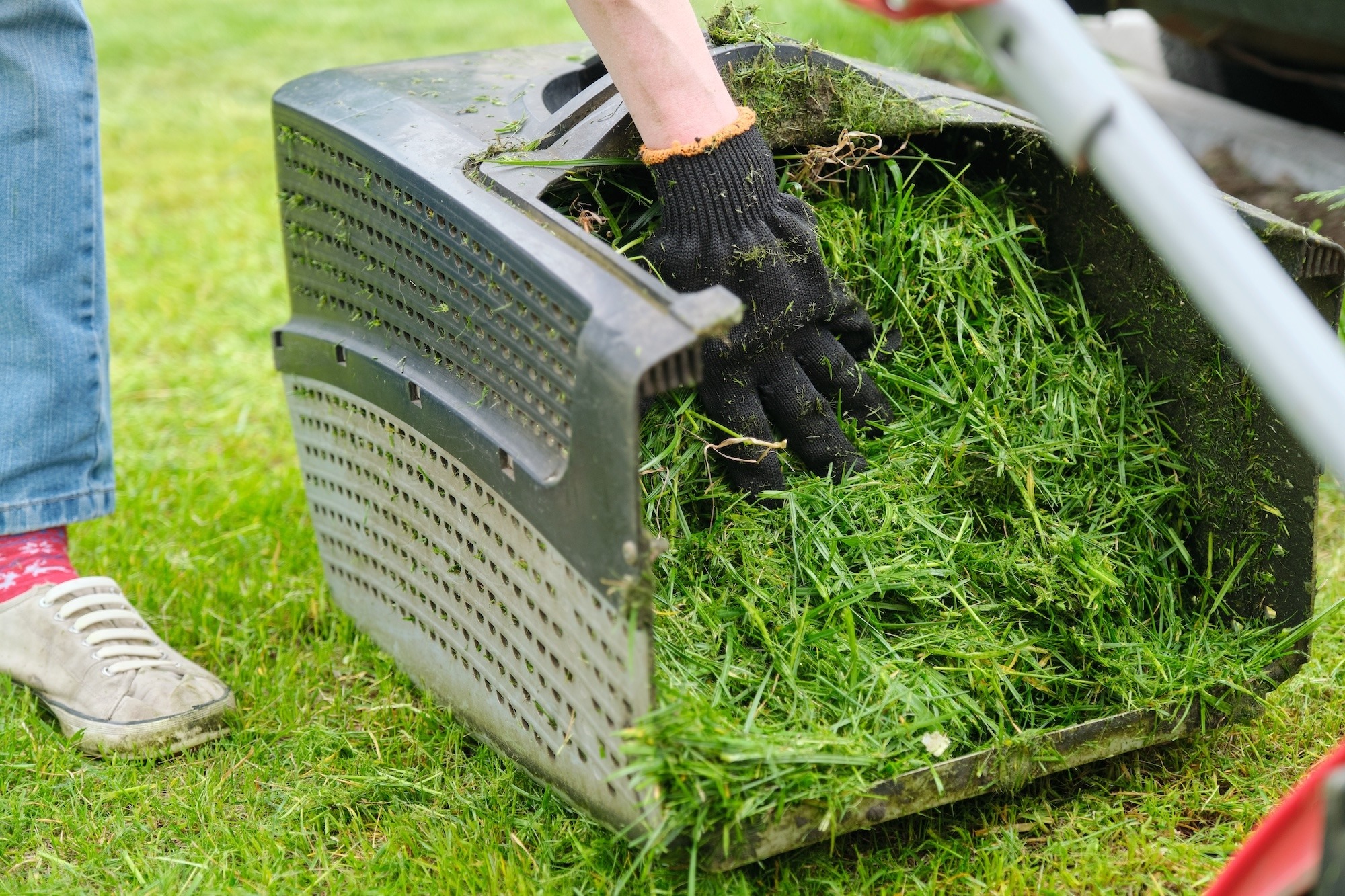 Close up of fresh mowed grass in a lawn mower